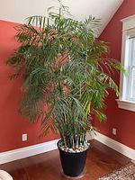 Full view of live potted palm tree about 9 feet tall with green fronds, black pot, white decorative stones on soil, placed on a wooden floor near a window.