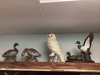 Four bird figurines including three ducks and one owl on a shelf, showing relative sizes and details of each figurine's pose and coloring.