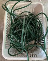Coiled green tubing in white plastic laundry basket for sap collection.