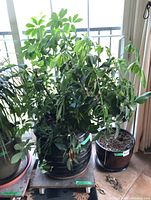 Full view of the live umbrella tree type plant in a dark ceramic planter on a wooden dolly near a window with natural light.