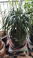 Live green Dracaena plant with long arching leaves in a clear ceramic planter placed inside terracotta colored drip tray, on wheeled dolly.