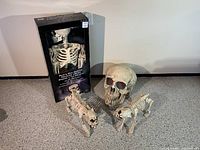 Photo showing the entire lot with human skeleton in box, large skull with red eyes, and two dog skeleton figurines.