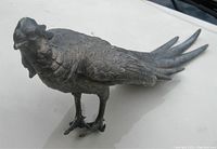 Front angle showing detailed feathering of the pheasant's head and body, standing pose.