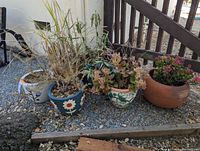 Five painted ceramic pots and one plastic pot containing various types of plants, set outdoors on the ground with gravel and a fence in the background.