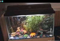 35 gallon aquarium with black hood and stand, decorated with artificial plants and gravel inside