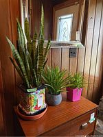 Full view of three potted plants arranged on wooden furniture against wood-panelled wall and a mirror.