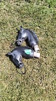 Two black cast iron horse head decorations on grass, showing both with metal rings through nostrils and base for mounting
