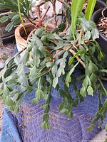 Photo of Christmas Cactus plant showing long segmented green leaves and some dry branches.
