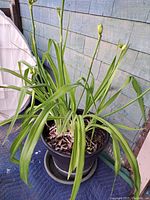 Front view of the outdoor potted plant showing long green leaves on all sides and multiple upright flower stems with buds not yet blooming.