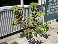 Tall Gomer Waterer plant with green leaves in a ceramic pot outside.