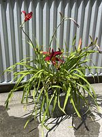 Full view of green potted plant with multiple red lily flowers and long leaves outdoors in sunlight.