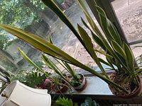 Snake plant with long upright leaves near window with other small plants on windowsill