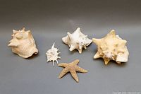Five natural seashells arranged on a neutral gray background including starfish and large conch shells showing various shapes and textures.