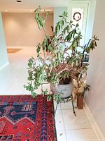 Full view of the jade plant in planter on stand near corner of room with tile flooring and red, blue patterned rug underneath.