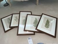 Five framed botanical fern illustration prints arranged on the floor showing the wood frames and white mats.