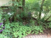 Wide angle view showing both dragonfly garden art pieces and the bird feeder placed in a garden bed surrounded by greenery and flowering plants.