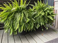 Two large black resin planters side by side with lush green ferns inside.