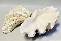 Pair of two large natural seashells showing exterior and interior sides, highlighting textures and natural flaws
