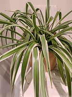 Green spider plant with white-striped long leaves in beige plastic pot. Leaf tips show slight browning. Plant located in front of a white background.