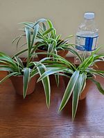 Three spider plants in terracotta pots on a wooden surface with a water bottle for size reference.
