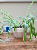 Spider plant with variegated green and white long leaves in a white stoneware planter, shown next to a water bottle for scale.