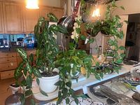 Wide view of two potted plants on kitchen counter: Dieffenbachia with variegated leaves and pothos vine with trailing green leaves. Kitchen setting in background.