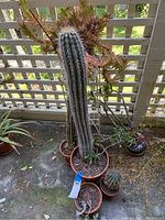 Group photo showing multiple cacti and succulents arranged on concrete floor in clay pots. Includes a tall cactus 41 inches high at center back, smaller cacti and trailing succulents surrounding it. Plants located on outdoor patio with lattice screen background.