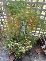 Wide view showing fern, cactus, and succulent grouped on patio against lattice background.