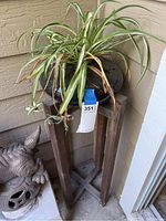Spider plant in ceramic pot placed on wooden stand with tag 351, displayed on a patio corner near a decorative gnome statue.