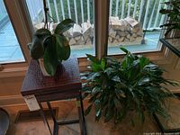 Two live plants inside near a window; orchid on a small table, leafy plant on the floor