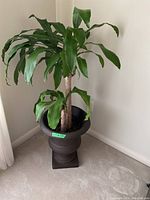 Tall green plant with broad leaves in a dark faux-metal planter with a pedestal base, shown standing on carpet near a corner of a room.