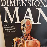 Front cover of the 'Dimensional Man' box showing a life-size three-dimensional anatomical study of the human body by David Pelham with half skeletal and half muscular illustration.