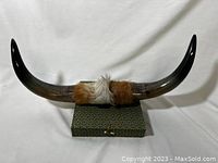 Front view of polished bull horns with leather and fur wrap at center mounted on patterned box base.