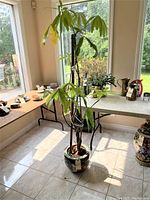 Full view of the 6-foot money tree plant in the ceramic pot showing leaves and overall height.