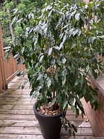 Full view of the live Ficus tree in black resin planter showing healthy green leaves and overall height