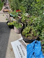 Eight plastic pots in various sizes, holding assorted plants including leafy greenery and some dried flowers, displayed outdoors on concrete. A white bag and a blue bag containing black earth soil are on the ground near the pots.