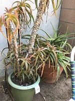 Both succulents together, showing size and appearance. The green pot plant is tall with peeling bark and dry leaves; brown pot succulent is wider with many thick spiky leaves.