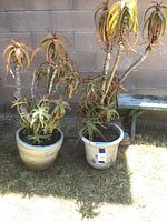 Two tall succulent plants in separate ceramic pots against a brick wall, the plants appear dry and need water.