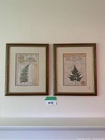Front view of pair of framed fern botanical prints hung side by side on white wall.