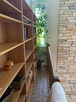 Money Tree plant standing next to bookshelf and stair railing, showing its height and pot size.