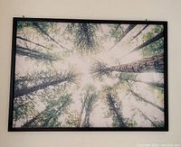 Framed wall art featuring a perspective view of tall trees looking upward framed in black.