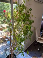 Full view of large indoor Ficus Benjamina next to window and chair showing plant height and leaf condition.