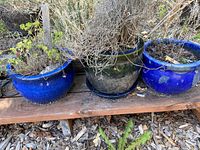 Three glazed ceramic jardinieres outdoors on a wooden shelf with dry plants inside, showing wear and dirt