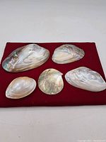 Five seashells shown on a red background, displaying a variety of sizes and shapes with pearly interiors.