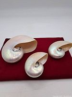 Lot of three iridescent nautilus seashells arranged on a red cloth