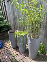Three tall gray polymer planters outdoor against a wood fence, each with different live plants and trailing greenery. Seen on a brick patio.