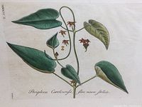 Close-up etching of Periploca Carolinensis plant showing green leaves and delicate flowers