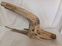 Side angle showing the curvature and texture of the dried cactus art piece against a neutral backdrop