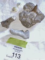 Overview of three fossils including shark tooth embedded in rock matrix and two other bone fossils along with two small ammonite fossils.
