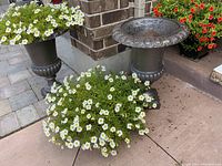 Two urn-shaped cast iron planters placed on a patio corner, one with blooming white and yellow flowers, the other empty.